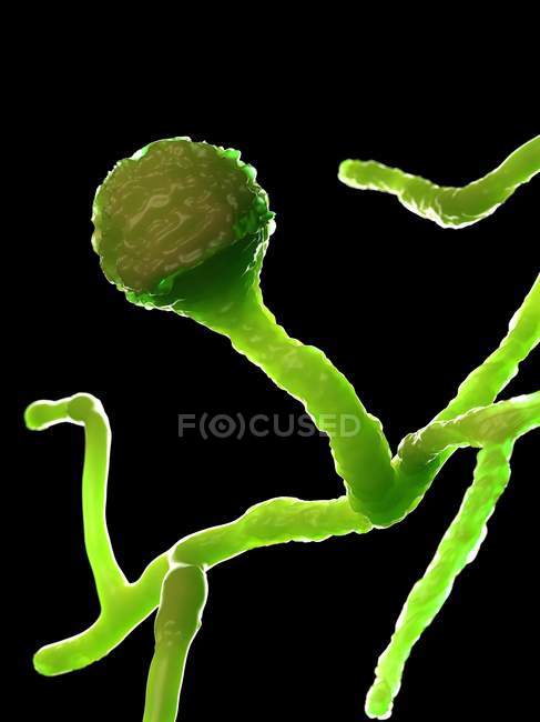 Mucor fungus on black background, digital illustration. — Stock Photo