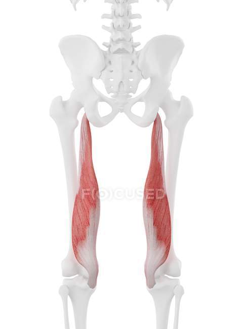 Esqueleto humano con músculo Semimembranosus de color rojo, ilustración digital . - foto de stock