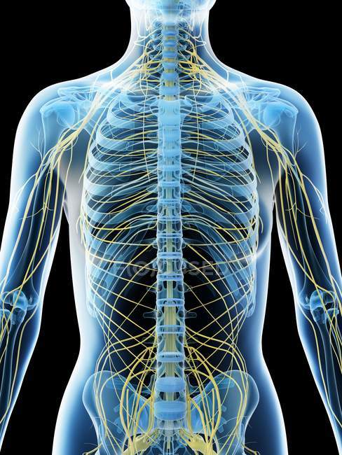 Sistema nervioso de la parte superior del cuerpo femenino, ilustración por ordenador . - foto de stock