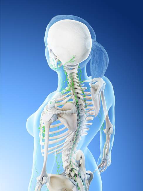 Жіноче тіло, що показує кістяк і лімфатичну систему, цифрове зображення. — стокове фото