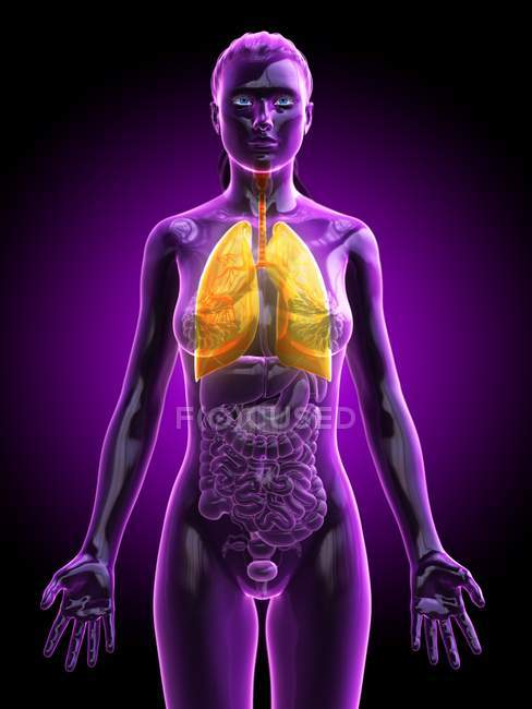 Женская анатомическая модель с желтыми и видимыми легкими, компьютерная иллюстрация
. — стоковое фото