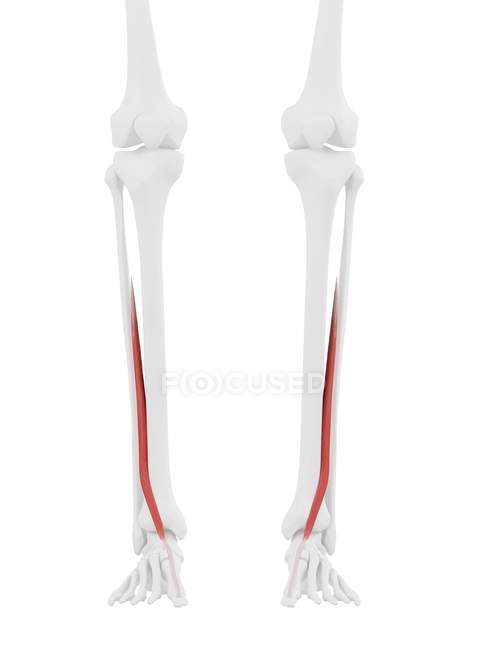 Parte del esqueleto humano con el músculo largo rojo detallado del hallucis del extensor, ilustración digital
. — Stock Photo