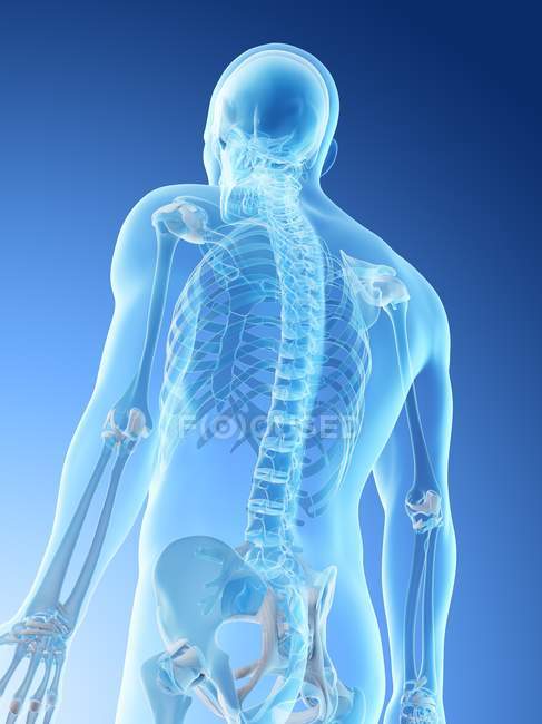 Abstract male upper body bones, computer illustration. — Stock Photo