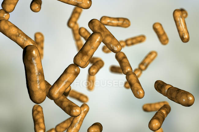 Жовті пробіотичні форми грам-позитивні аеробні бактерії Bacillus clausii відновлюють мікрофлору кишечника. — стокове фото