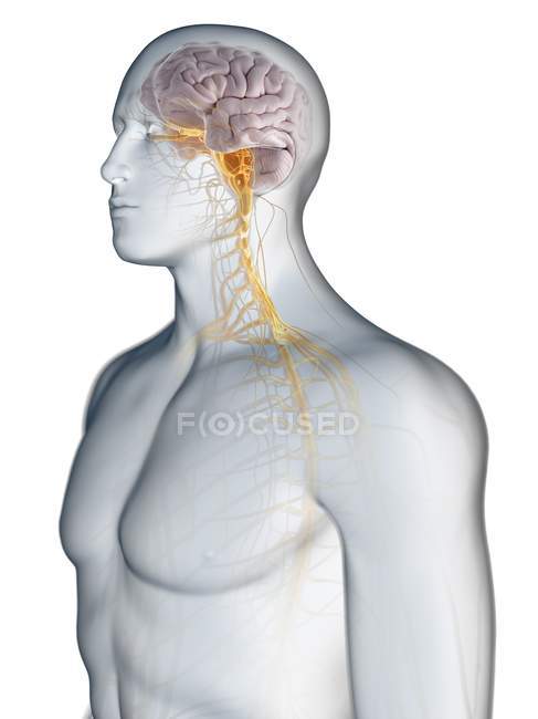 Male anatomy showing brain and nervous system, computer illustration. — Stock Photo