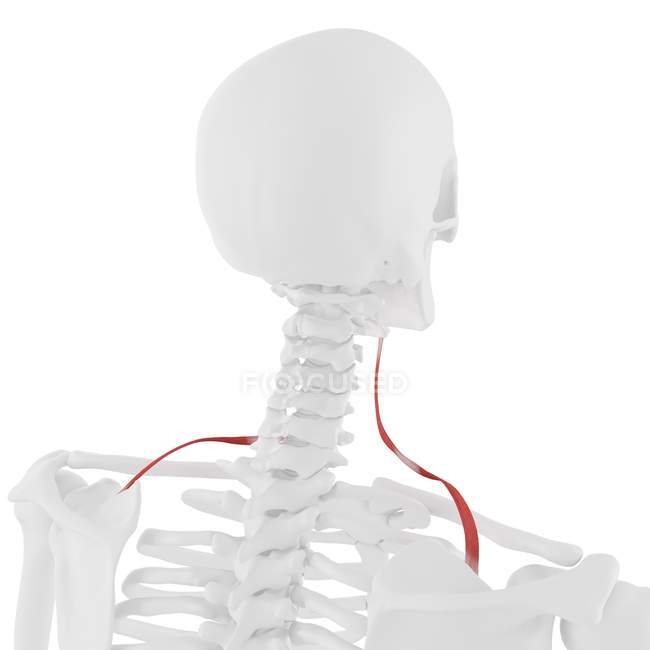 Скелет людини з червоним кольором omohyoid м'яз, цифрова ілюстрація. — стокове фото