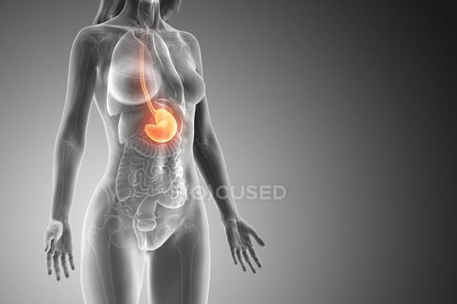 Modelo abstracto del cuerpo femenino 3d que demuestra estómago en anatomía humana, ilustración digital . - foto de stock