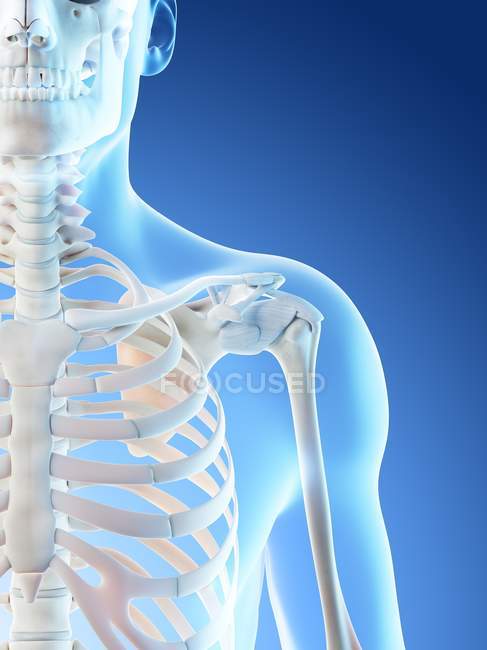 Абстрактные мужские плечевые кости, компьютерная иллюстрация . — стоковое фото