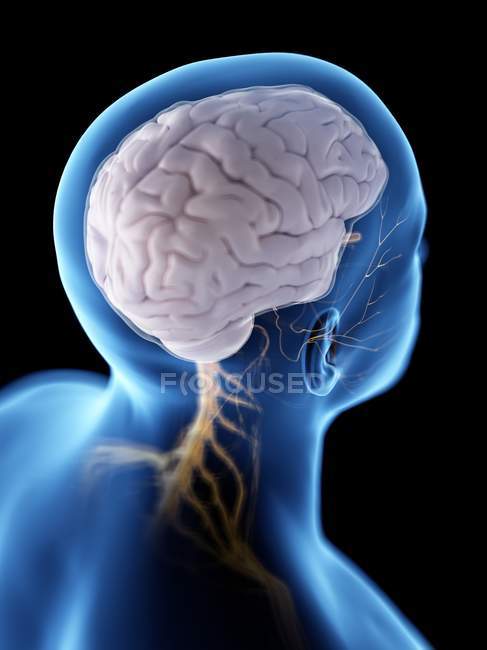 Абстрактный мужской силуэт с видимым мозгом и нервами нервной системы, компьютерная иллюстрация
. — стоковое фото