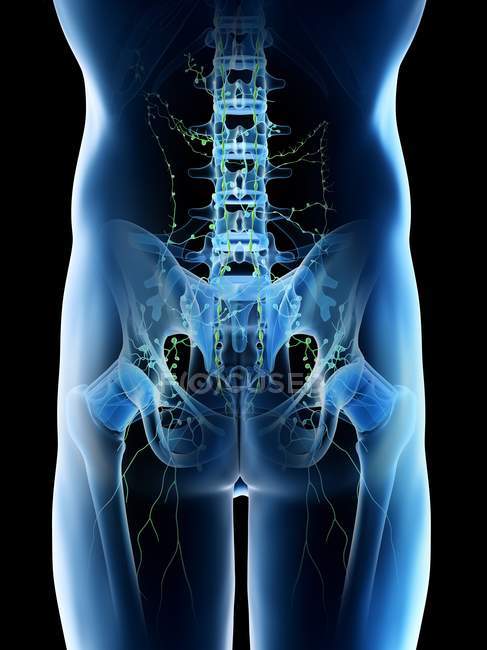 Lymph nodes of male pelvis, computer illustration. — Stock Photo