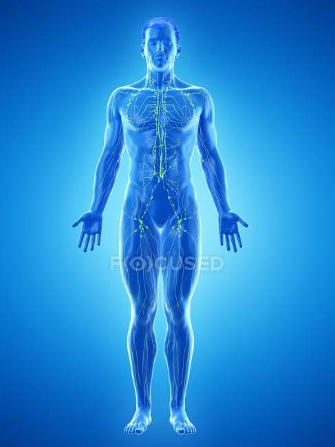 Анатомічна чоловіча модель, що показує лімфатичну систему, цифрова ілюстрація . — стокове фото