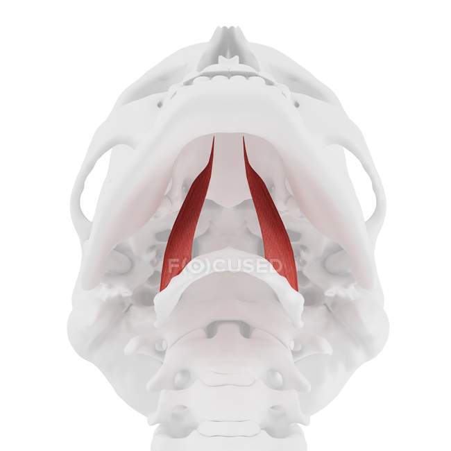 Menschlicher Schädel mit detailliertem roten Hyplossus-Muskel, digitale Illustration. — Stockfoto