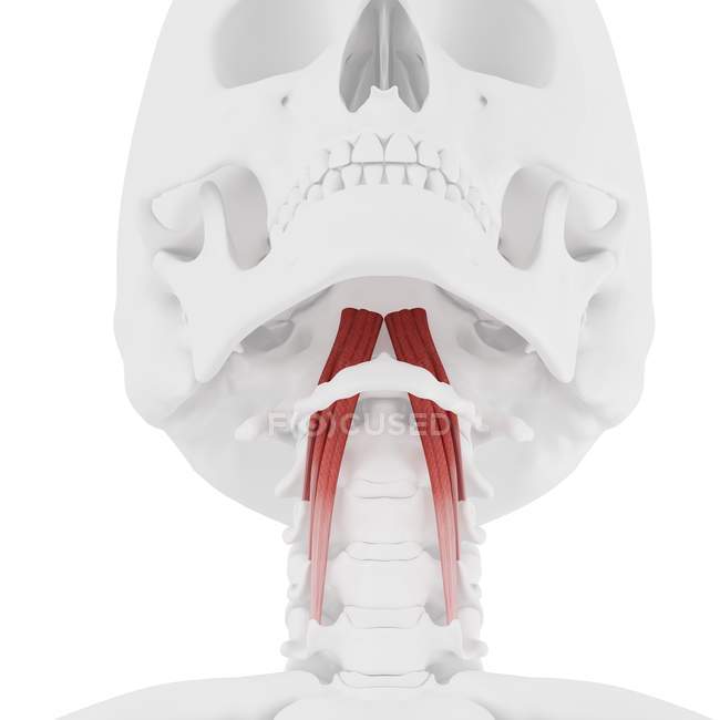 Esqueleto humano con el músculo rojo de la capitis de Longus, ilustración digital . - foto de stock