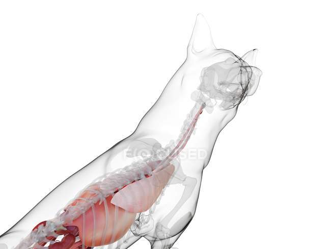 Anatomía del perro con órganos visibles sobre fondo blanco, ilustración digital . - foto de stock