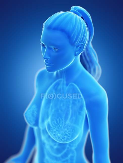 Модель человеческого тела, показывающая женскую анатомию легких, цифровая трехмерная иллюстрация
. — стоковое фото
