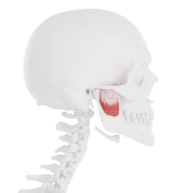 Human skeleton with red colored Deep masseter muscle, digital illustration. — Stock Photo
