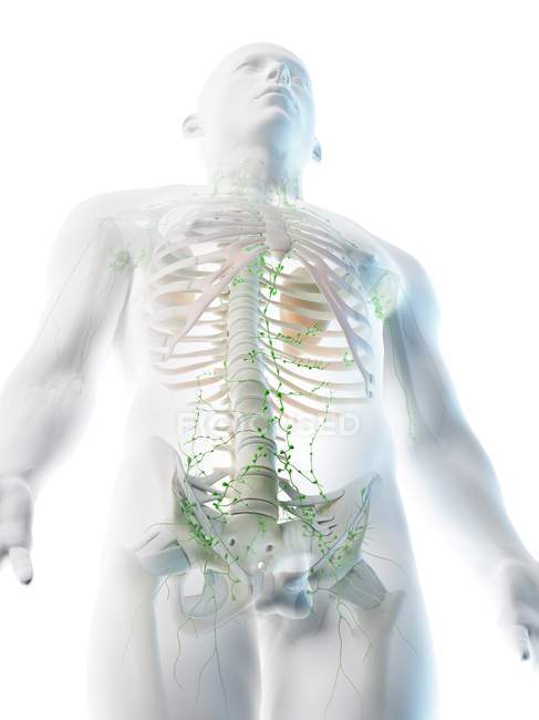 Sistema linfático da parte superior do corpo masculino, ilustração do computador . — Fotografia de Stock