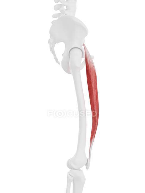 Human skeleton with red colored Rectus femoris muscle, digital illustration. — Stock Photo