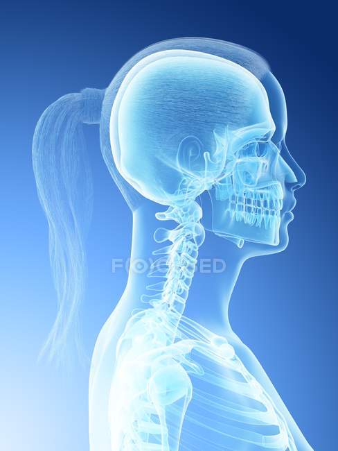 Anatomie et squelette de la tête et du cou chez la femme, illustration informatique . — Photo de stock