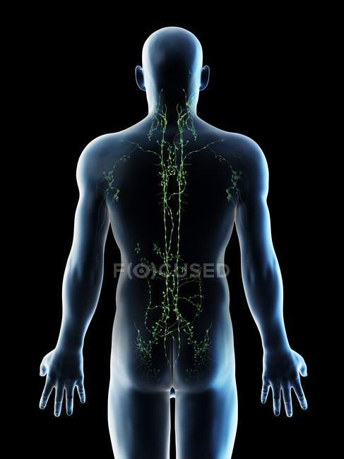 Nœuds lymphatiques du haut du corps masculin, illustration par ordinateur . — Photo de stock