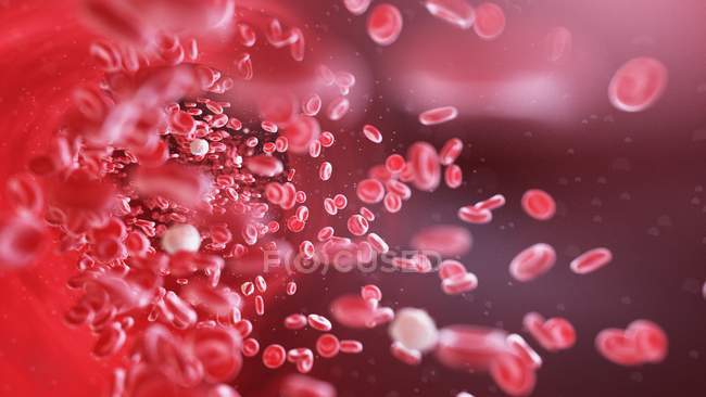 Eritrocitos y leucocitos células sanguíneas en los vasos sanguíneos humanos, ilustración digital . - foto de stock