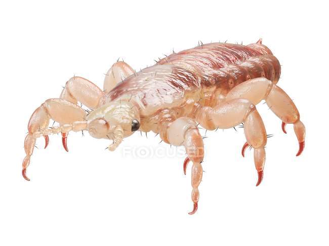 Head louse on white background, digital illustration. — Stock Photo
