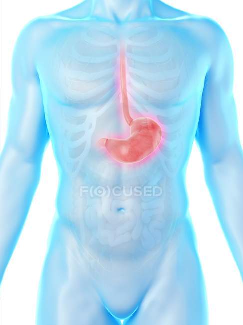 Anatomía del estómago en cuerpo masculino abstracto, ilustración por computadora . - foto de stock