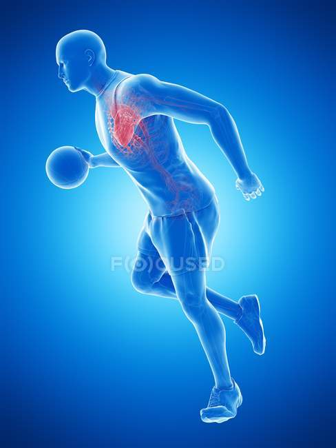 Anatomie du joueur de basket-ball avec cœur visible, illustration informatique . — Photo de stock