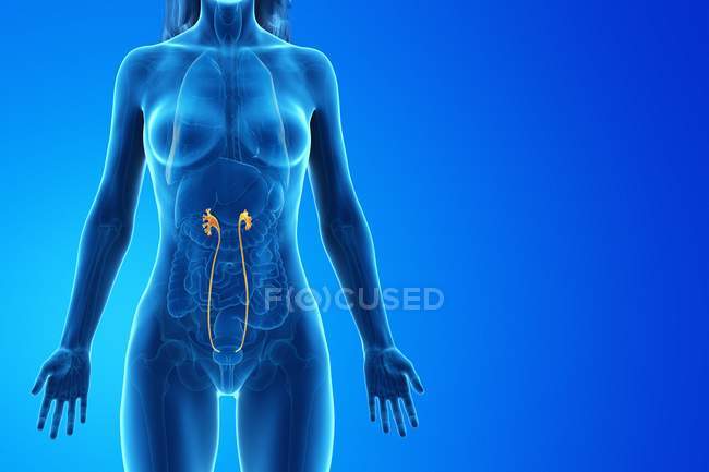 Ureter visível em corpo feminino abstrato, ilustração de computador . — Fotografia de Stock