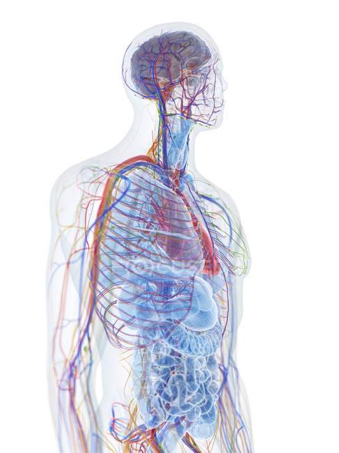Modèle du corps humain montrant l'anatomie masculine et les vaisseaux sanguins, illustration numérique . — Photo de stock