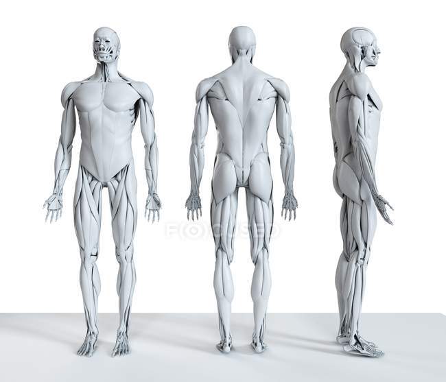 Ilustração digital composta da musculatura masculina na vista frontal, traseira e lateral . — Fotografia de Stock