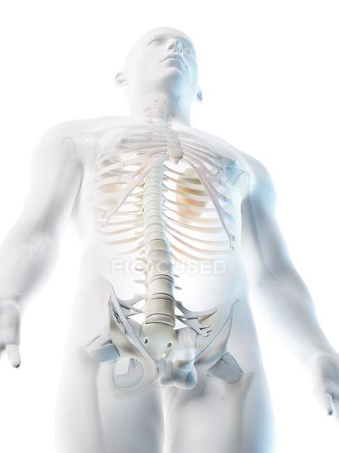 Silhouette maschile con ossa visibili nella parte superiore del corpo, illustrazione al computer . — Foto stock