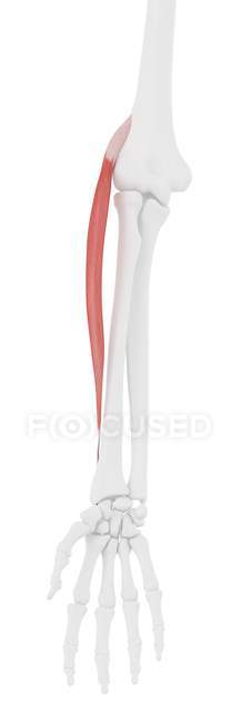 Human skeleton model with detailed Extensor carpi radialis longus muscle, computer illustration. — Stock Photo
