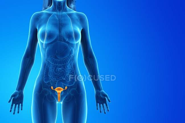 Corpo femminile astratto con utero visibile, illustrazione digitale . — Foto stock