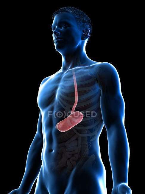 Анатомия желудка в абстрактном мужском теле, компьютерная иллюстрация . — стоковое фото