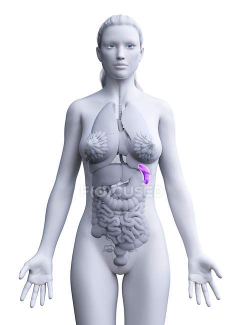 Silueta de cuerpo femenino transparente con bazo de color púrpura, ilustración digital
. - foto de stock