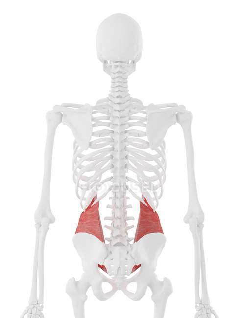 Menschliches Skelett mit detailliertem roten inneren Schrägmuskel, digitale Illustration. — Stockfoto