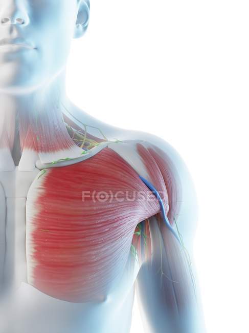 Чоловіча плечова анатомія та м'язова система, цифрова ілюстрація . — стокове фото