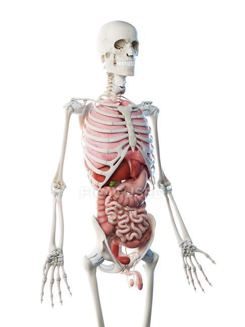 Modelo de esqueleto humano que demuestra la anatomía masculina órganos internos, ilustración digital
. — Stock Photo