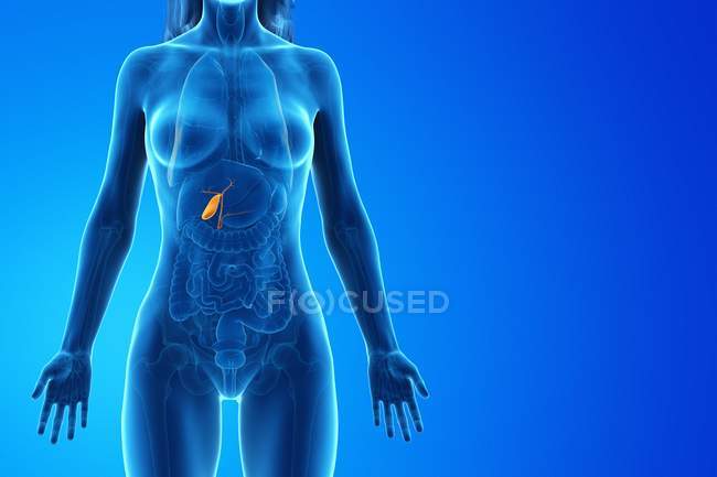 Vesícula biliar en cuerpo femenino abstracto sobre fondo azul, ilustración por ordenador . - foto de stock
