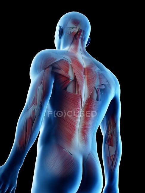 Músculos nas costas masculinos, visão de baixo ângulo, ilustração do computador . — Fotografia de Stock
