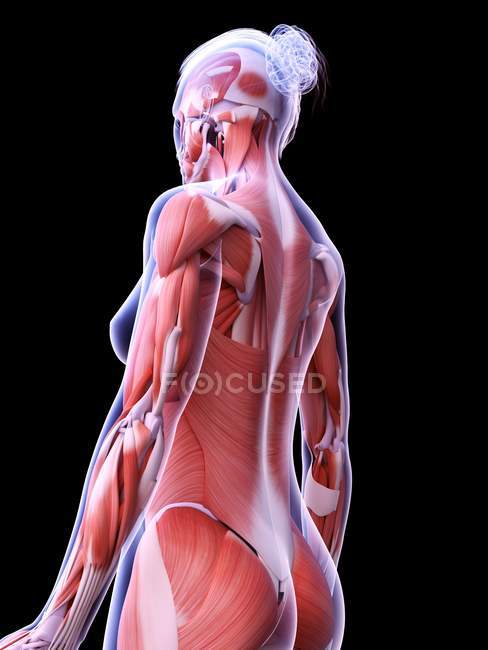 Реалістична структура жіночої мускулатури, комп'ютерна ілюстрація. — стокове фото