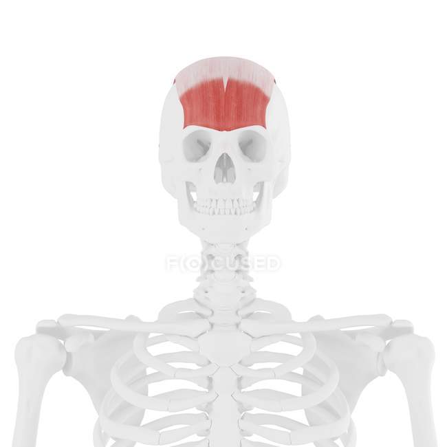 Esqueleto humano com músculo Frontalis vermelho detalhado, ilustração digital . — Fotografia de Stock