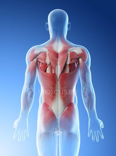 Cuerpo masculino con músculos de la espalda, ilustración por ordenador . - foto de stock