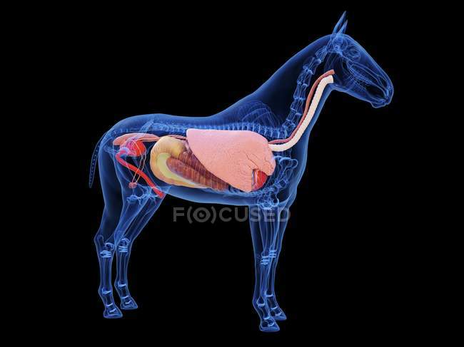 Horse anatomy with visible internal organs, computer illustration. — Stock Photo