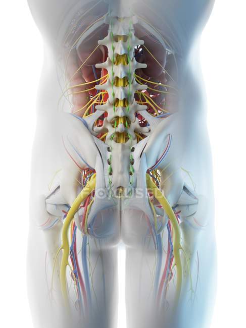 Male pelvis anatomy, digital illustration. — Stock Photo