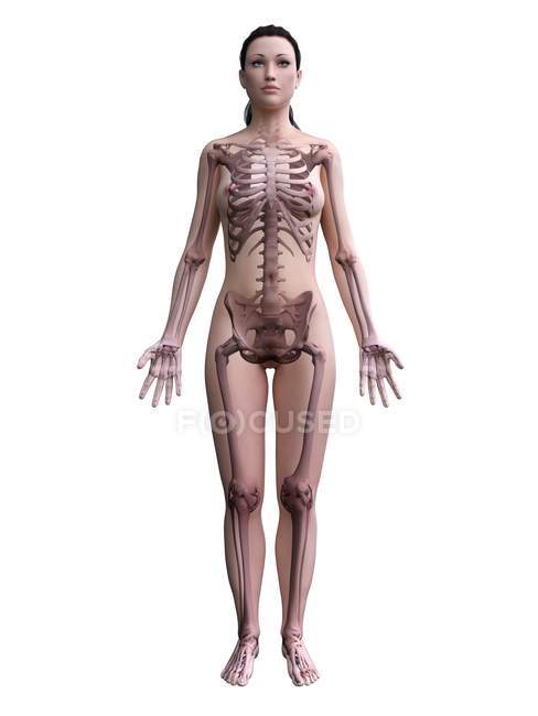 Silhouette corpo femminile con scheletro visibile, illustrazione digitale . — Foto stock