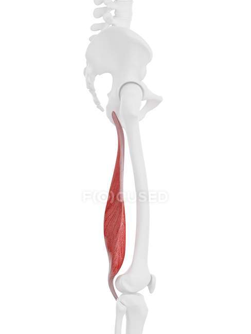 Человеческий скелет с красным цветом Semimembranosus мышцы, цифровая иллюстрация
. — стоковое фото