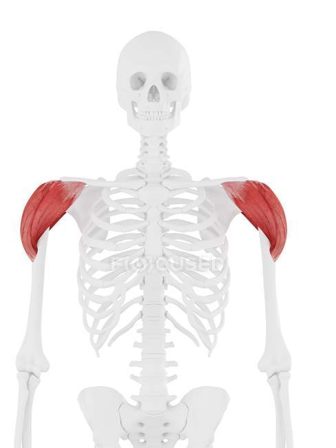 Человеческий скелет с детализированной красной дельтовидной мышцей, цифровая иллюстрация . — стоковое фото