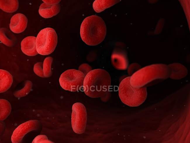 Eritrocitos glóbulos rojos en los vasos sanguíneos humanos, ilustración digital
. - foto de stock